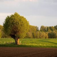 Deichlandschaft