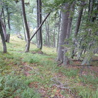 durch einen steilen Wald