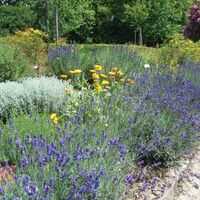 Kräutergarten im Kurpark Waldbronn