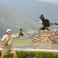 Adlerflugschau