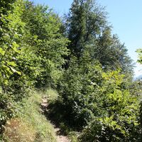 Pfad zur Ruine Thürndl