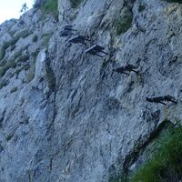 gesicherter Aufstieg am Naturfreundesteig