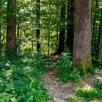 Einstieg in den Pongratzsteig