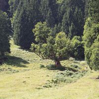 Bergahorn Außerwald