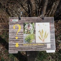 Spielerisch Pflanzenwissen erwerben