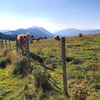 Sommeralm_Naturpark Almenland_Oststeiermark