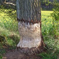 Biberfraß im Drömling