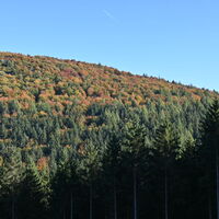 Waldblick bei Ostwig im Herbst