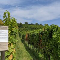 Infotafel Grüner Silvaner