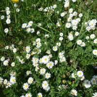 Flora: Gänseblümchen