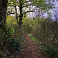 Durchquerung im Unterholz