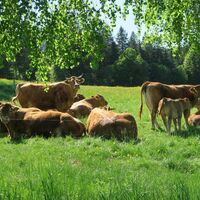 Rinder auf Bernauer Weiden