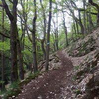 Verwunschene Waldpassage Richtung Burg Neu-Wolfstein II