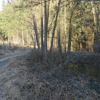 Forststraße beim Wermuthgraben