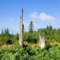 Naturerlebnis Kaltenbronn