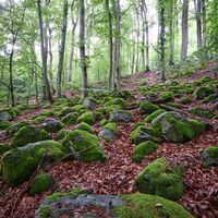 Geröllhalden am Wegesrand des H10 bei Kassel