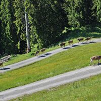 Weg zur Kappeler Alp