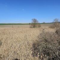 Verschilfter Teich