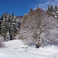 Todtmoos Schneeschuhtour Panoramatrail 1