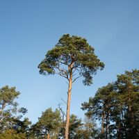 Nadelwald