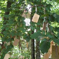Wunschbaum am Kathreinkogel