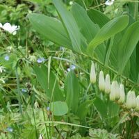 Flora: Vielblütige Weißwurz