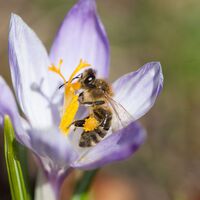 Biene liebt Krokus