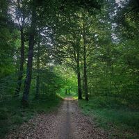 Wald von Rothonne in Belley