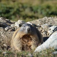 Murmeltiere im Val Languard