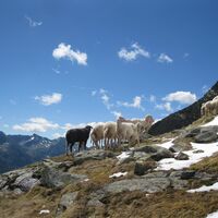 Breitlahnhütte - Preintalerhütte