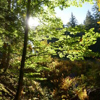 langsam aber sicher wirds herbstlich