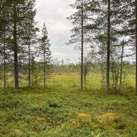 Am Ende des Weges verläuft man am Rand des Moores.