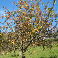 Herbststimmung