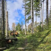 Waldweg
