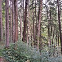 Aufstieg am Schubertsteig