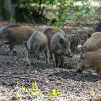Wildschweine 