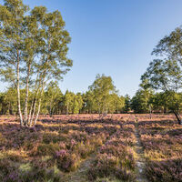 Osterheide
