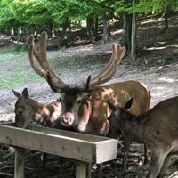 Rotwild an der Futterstelle