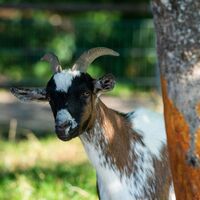 Wildgehege an der Nahequelle 25 www