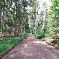 Durch den schattigen Wald