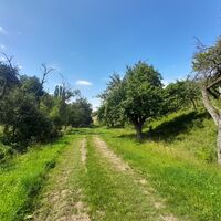 Mit Obstbäumen gesäumter Weg nach Dittichenrode