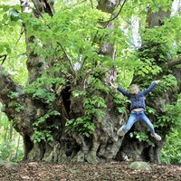 1.000jährige Linde in Heede ©Naturpark Moor-Veenland (3).JPEG