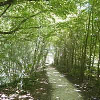 Lippeweg: schattenspendende Natur