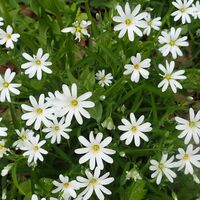 Flora