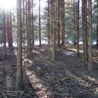 rechts durch den Wald zum Ammeringgipfel