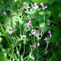 Flora