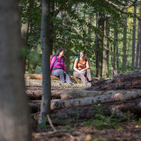 Riemsloher Wald