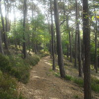 Vorbei an mediterranem Baumbestand wandern wir in Richtung Eckkopf.
