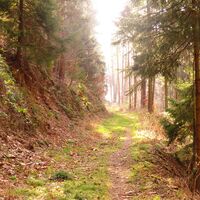 Waldweg