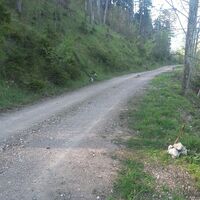 Querung der Forststrasse